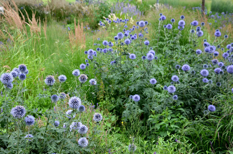117-trockenbeet Trockenbeet mit verschiedenfarbigen Blüten
