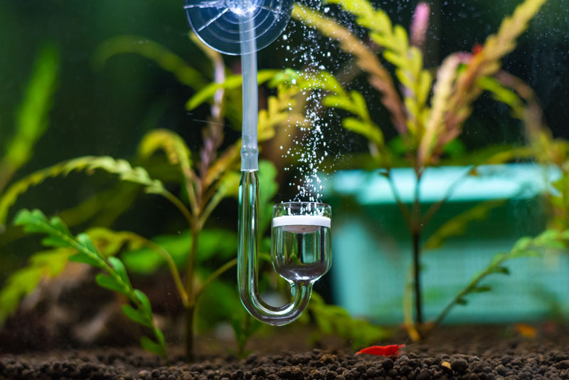 100-co2-anlage CO2-Anlage in einem Aquarium