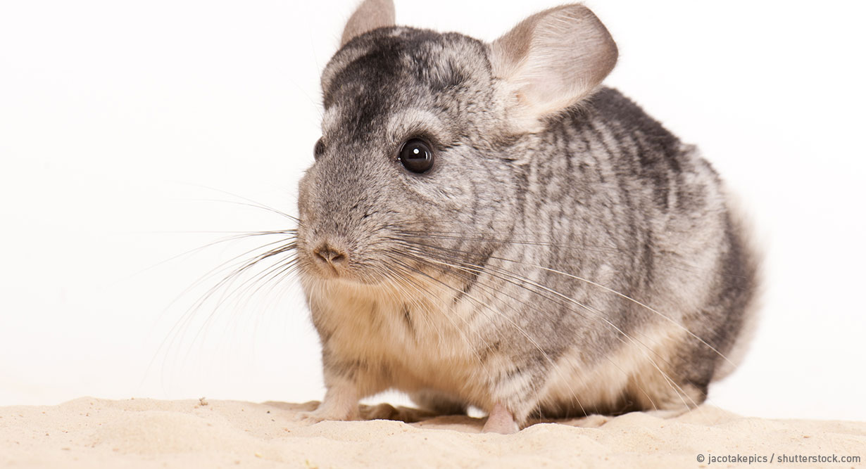 Chinchilla auf Chinchillasand