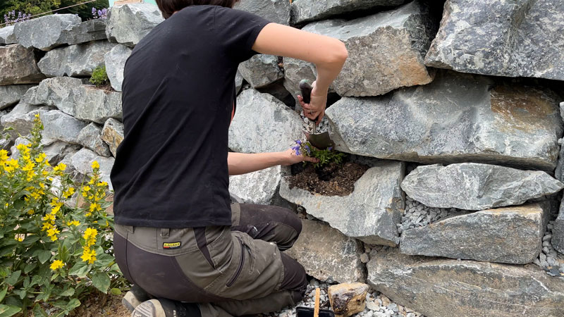 75-bepflanzen Zwischenraum einer Steinmauer wird bepflanz