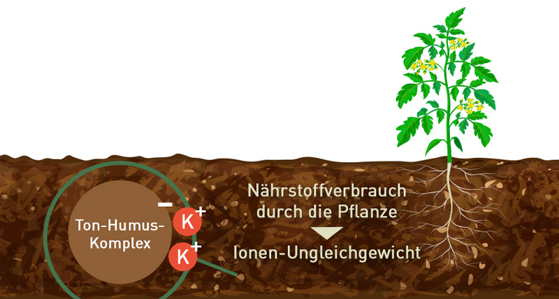 69-infografik-ton-humus-komplexe-3 Ionen-Ungleichgewicht wegen Nährstoffverbrauch der Pflanze