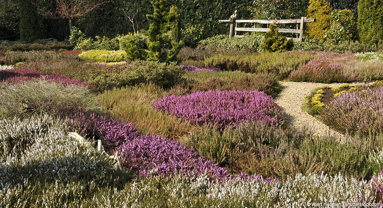 header-heidegarten-1230x667 Heidegarten blüht in mehreren Farben