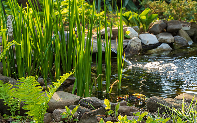 Bepflanzter Gartenteich mit grauen Steinen