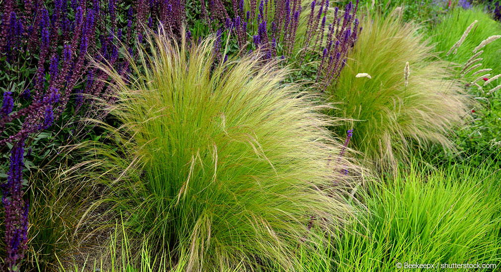 header-praeriegarten-1010x548 Gräser in Staudenbeet