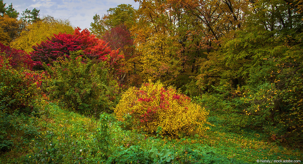 header-dry-waldgarten-1230x667 Blätter an den Bäumen im Herbst