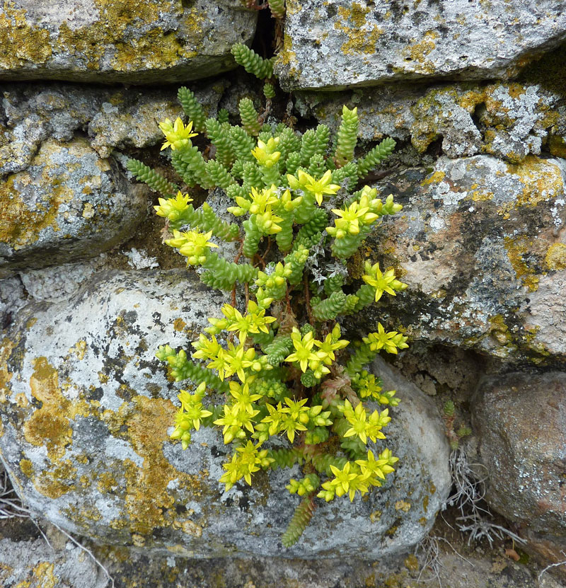 107-sedum Gelber Sedum sprießt aus Steinlandschaft