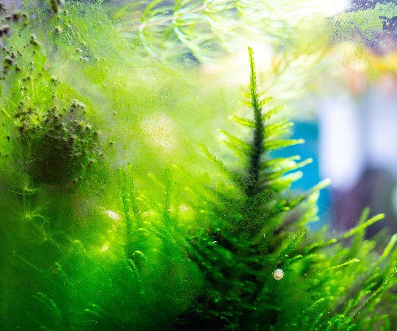 Algen in einem Aquarium