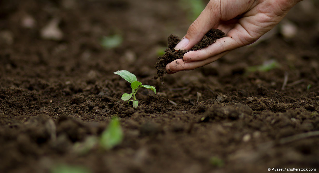 header-effektive-mikroorganismen-1230x667 Junger Setzling in Beet