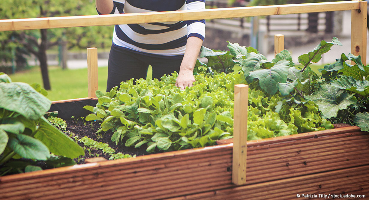 header-hochbeet-befuellen-1230x667 Hochbeet wird bepflanzt