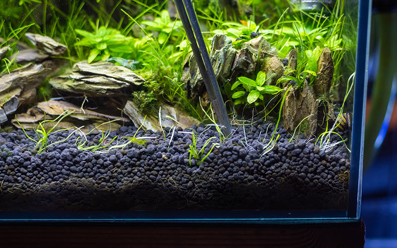101-pflanzen Aquariumslandschaft mit schwarzem Kiesbett