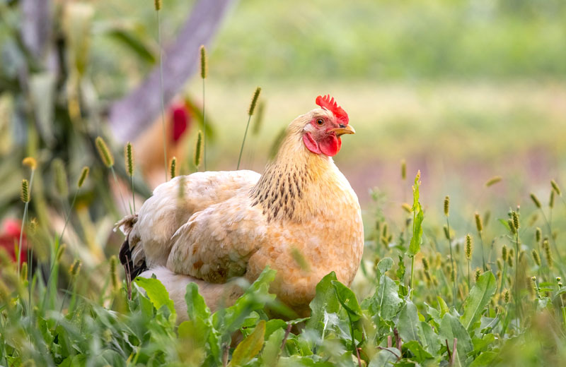 102-huehnerrasse Ein weißes Huhn in der Wiese