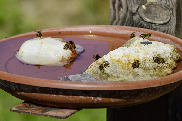 20-Steingarten-Post-Bienentraenke-3 Bienen in einer Bienentränke