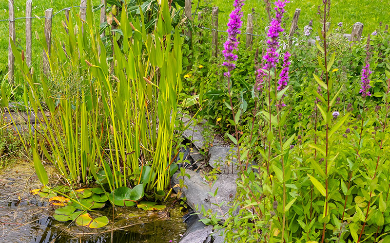 Sumpfzone im Gartenteich