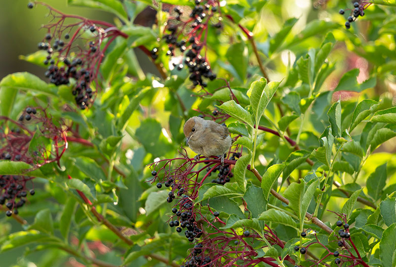 62-vogel-in-holunderstrauch Vogel in einem Holunderstrauch