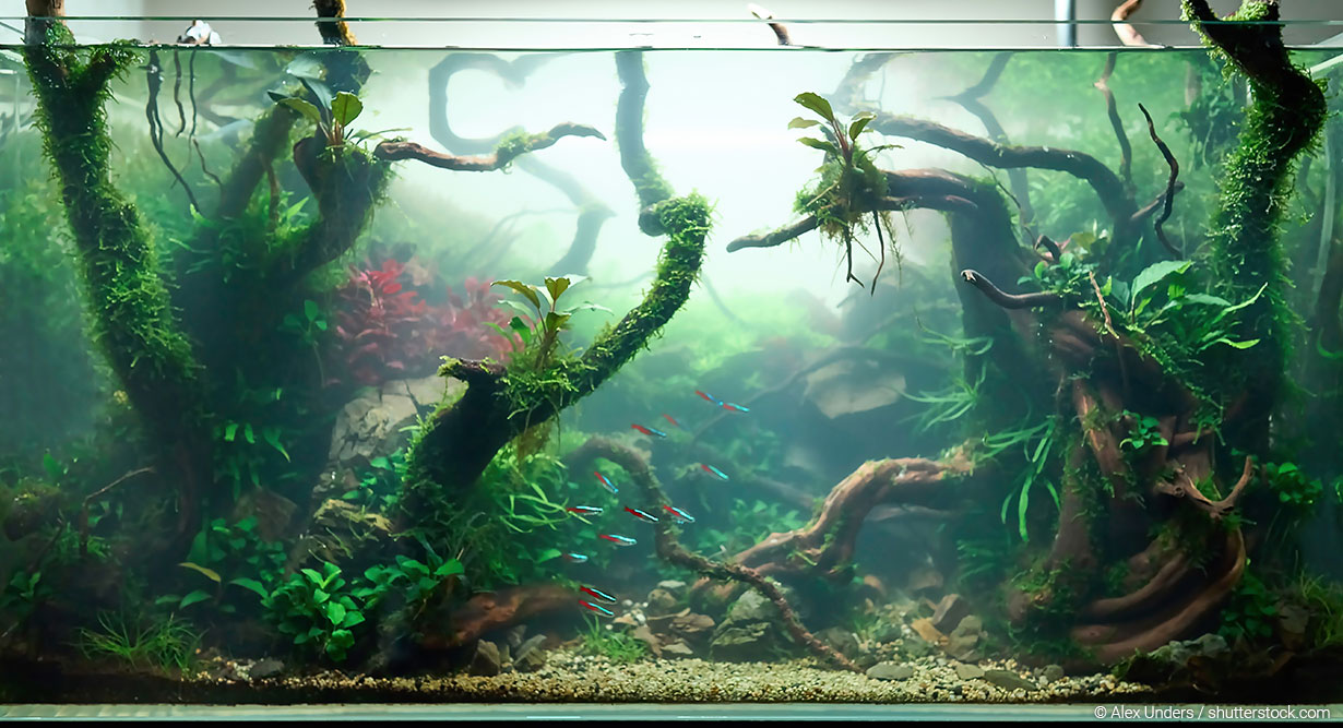 Trübes Wasser in einem Aquarium