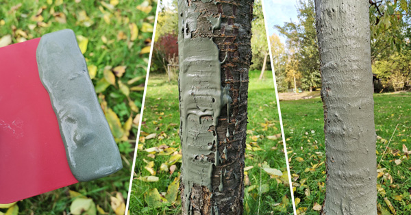 32-anleitung-baumanstrich-aufbringen-klein-2 Baumanstrich wird auf Baum aufgetragen