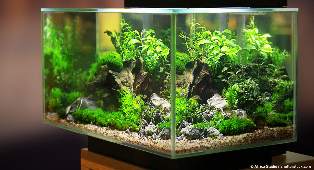 Eingerichtetes Aquarium mit Beleuchtung
