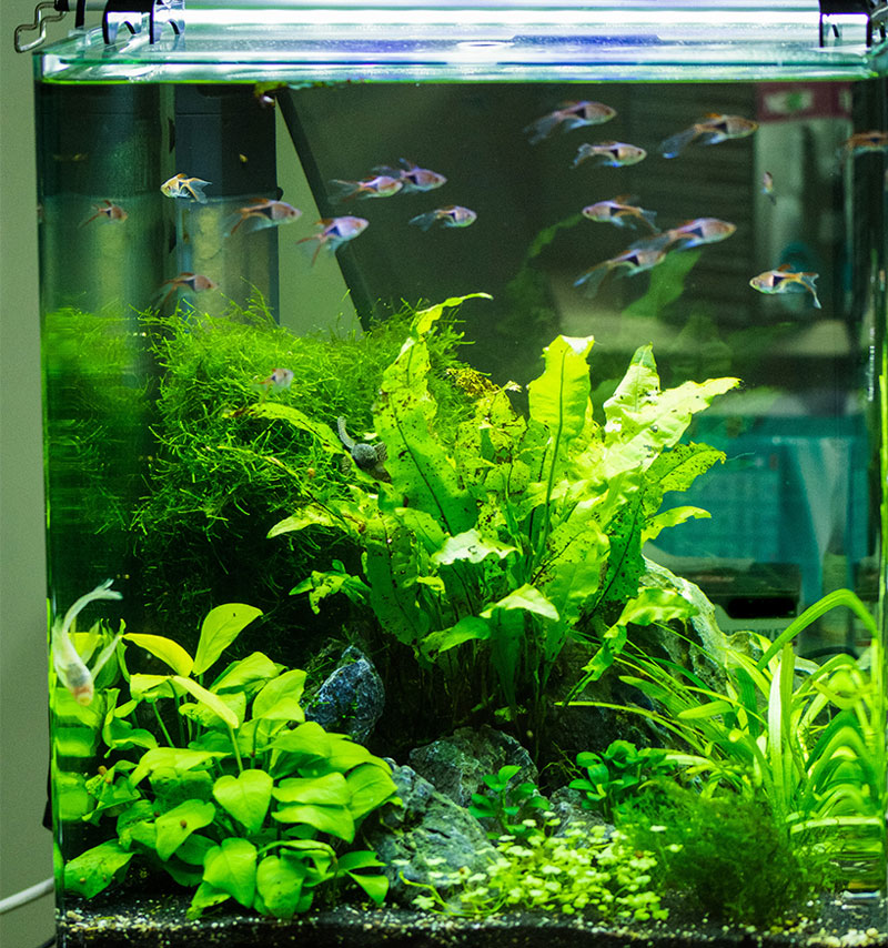101-aquarium-groesse Unterwasserpflanzen in einem Aquarium