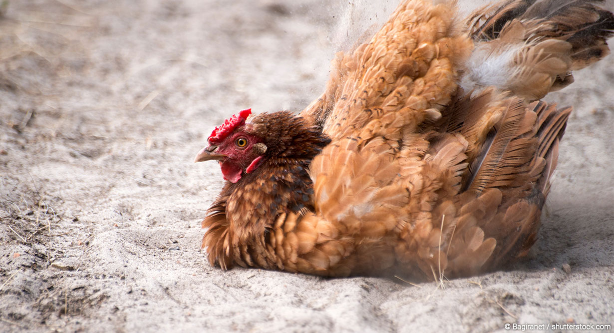 Huhn badet in Geflügeleinstreu