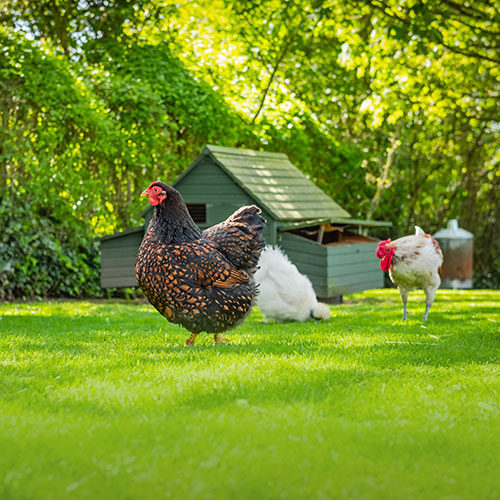 Drei Hühner im Garten vor kleinem Stall