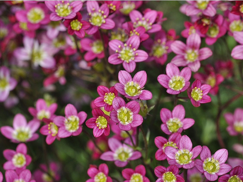 Bodendeckerstrauch mit ihren Blüten