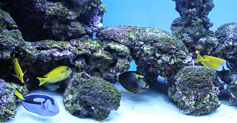 53-aquarium-sand-bodengrund Aquariumsand als Basis mit Gestein und Fischen