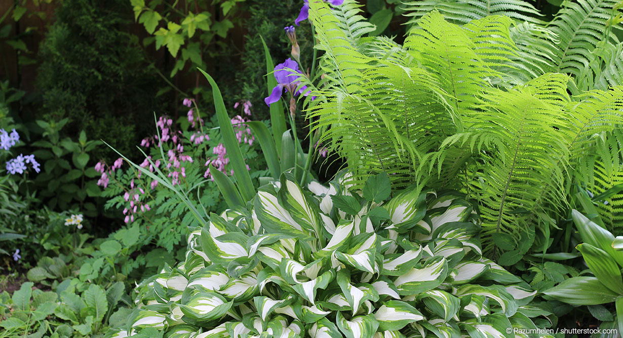 header-schattengarten-1230x667 Schattengarten mit verschiedenen Gräsern