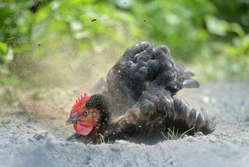 102-parasitenschutz-sandbad Huhn badet in grauem Sand