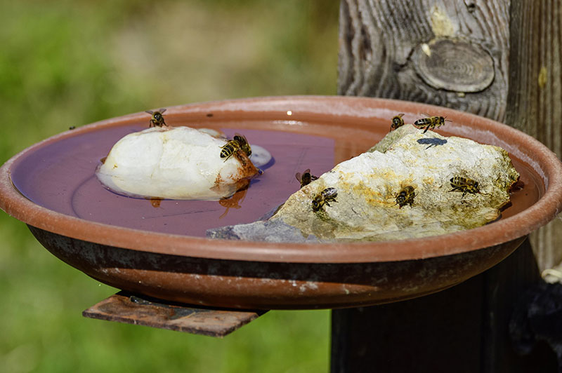 62-bienentraenke Bienentränke mit Bienenwachs