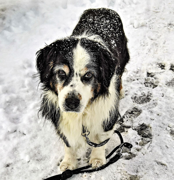 15-hund-in-schnee-2 Hund steht im Schnee