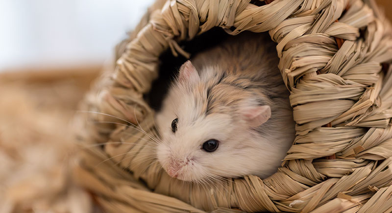 usp-hamsterglueck-1-800x434 Hamster in Hamsterhöhle aus Stroh