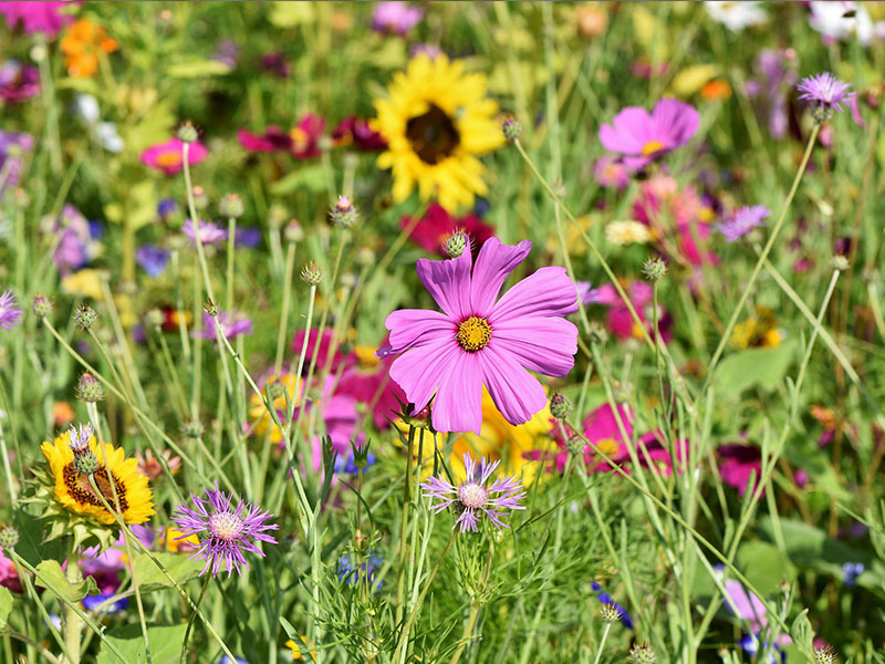 Blumenwiese mit verschiedenen Blüten