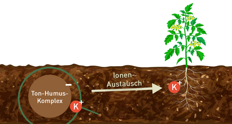 69-infografik-ton-humus-komplexe-4 Ionenaustausch zwischen Ton-Humus-Komplex und Pflanze