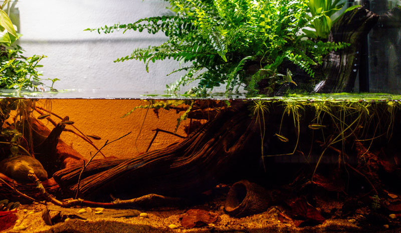 Braunes Wasser in einem Aquarium