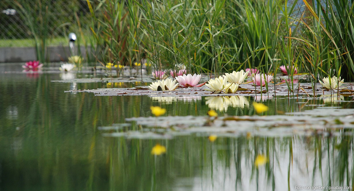 Teich mit Seerosen