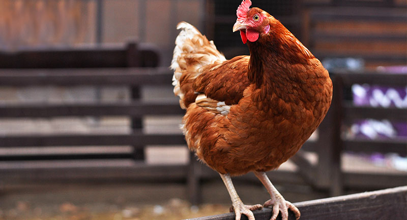 usp-diabas-huefisan-huhn-800x434 usp-diabas-huefisan-huhn-800x434
