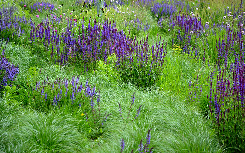 Präriebeet mit blauen Blüten
