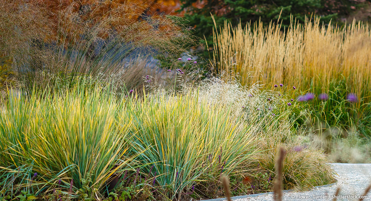 header-graesergarten-1230x667 Gräser im Garten