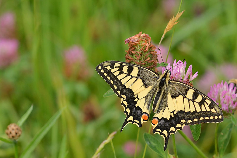 62-schwalbenschwanz-schmetterling Schmetterling auf einer Blumen