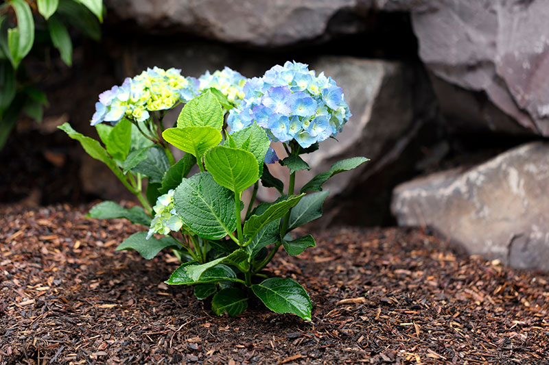 Rindenmulch unter einer Blume