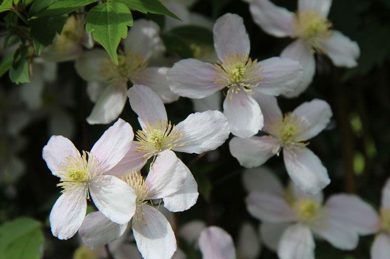 121-waldrebe Die Blüten der Waldrebe