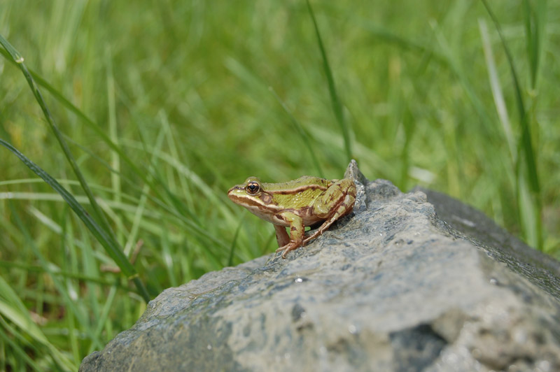 74-wasserfrosch Wasserfrosch auf Stein vor einer Wiese