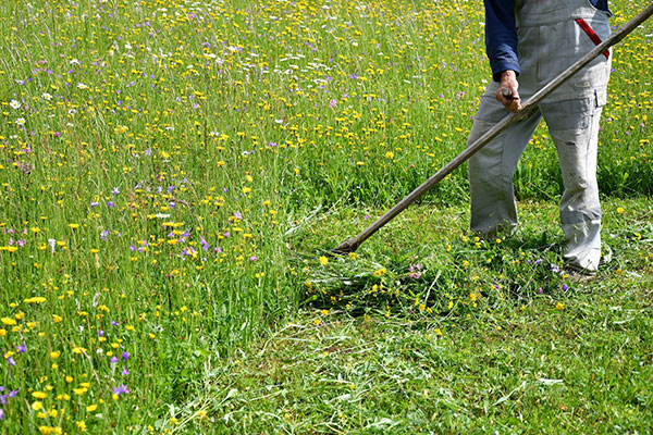 47-blumenwiese-maehen-2 Mann mäht Blumenwiese