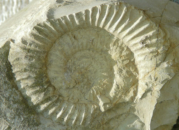 35-kalkstein-fossil-1 Fossil in Kalkstein