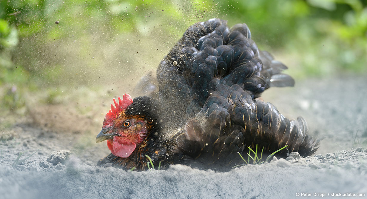header-huehner-bad-1230x667 Huhn badet im Geflügeleinstreu