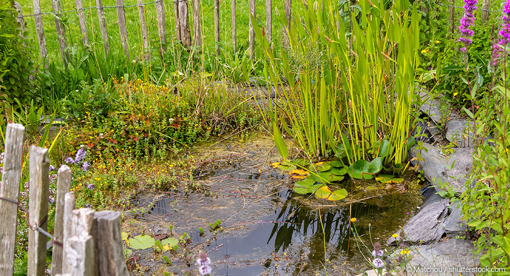 header-teichzonen-1010x548 Gartenteich mit vielen Pflanzen