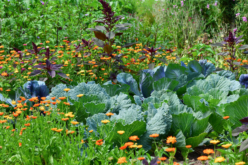 61-kohl-und-ringelblume Sommerlicher Gemüsegarten mit Kohl und RIngelblumen
