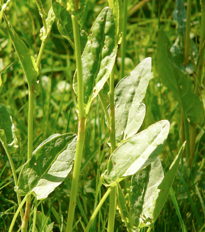 90-sauerampfer Sauerampferblätter