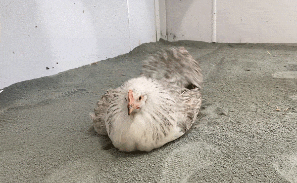 43-H_fisan-Gif-kurz-600x371-komprimiert-3 Huhn badet in Gesteinsmehl