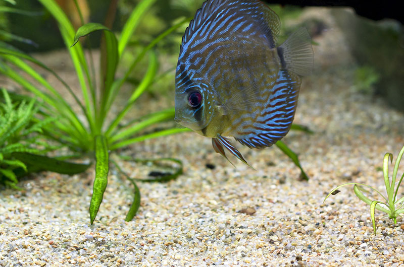 77-aquariumsand